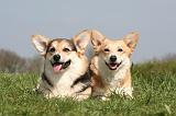 CORGI PEMBROKE 1260